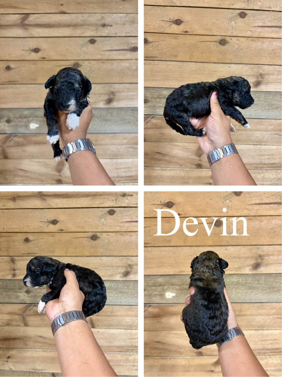 Devin 1